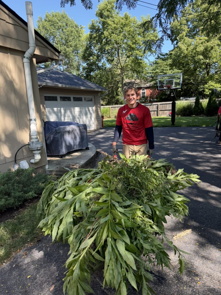 lots of weeds